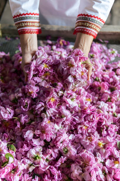 The peak оf the Damask rose harvest and essential oil production.